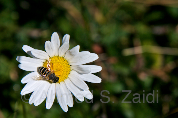 Honey bee on a daisy