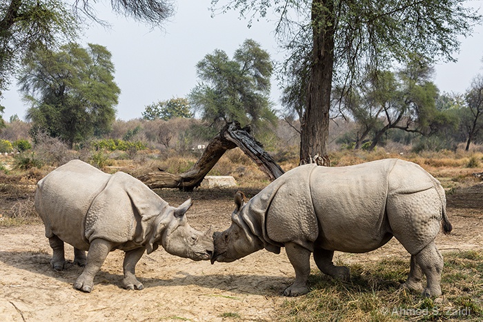 Indian rhinoceros couple