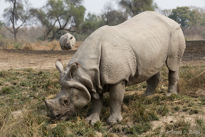 Rhino Lal Suhanra National Park