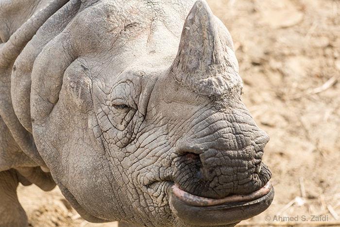 Smiling female greater one-horned rhino