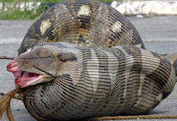 Python swallowing a sheep